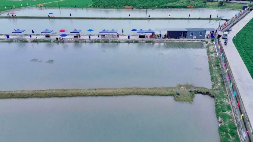 稻虾基地。受访者供图