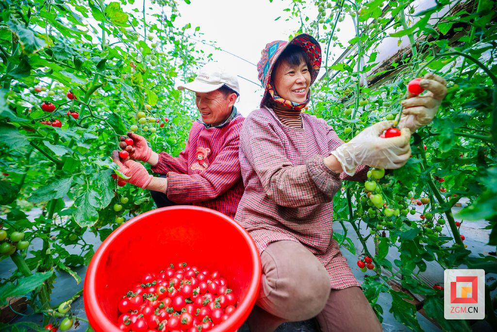荣县鼎新镇种植户采摘丰收的果实 记者 宋姿熠 摄.jpg