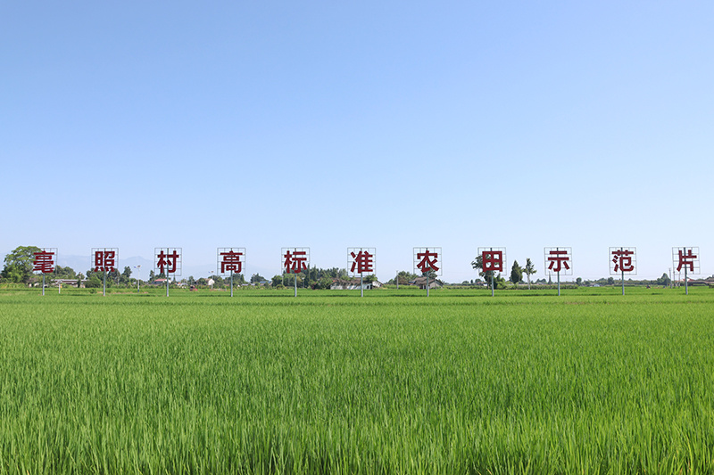 绵竹高标准农田示范区。