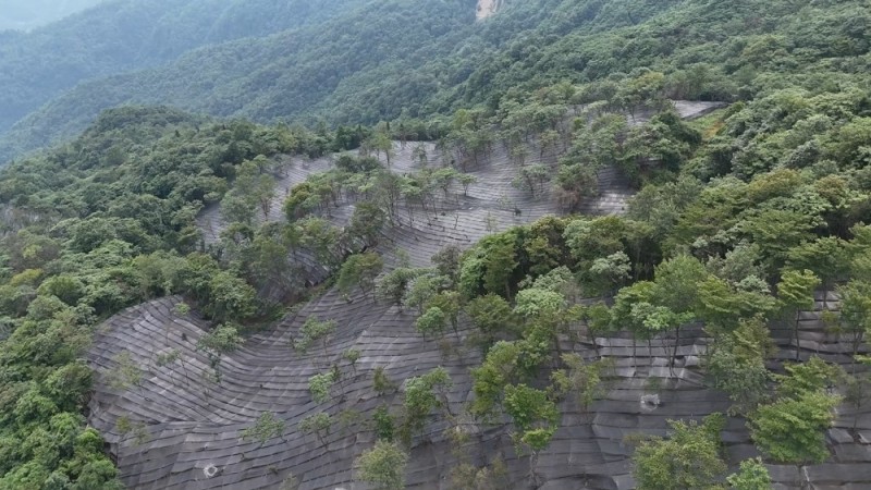 林下黃連種植基地。青川縣融媒體中心供圖