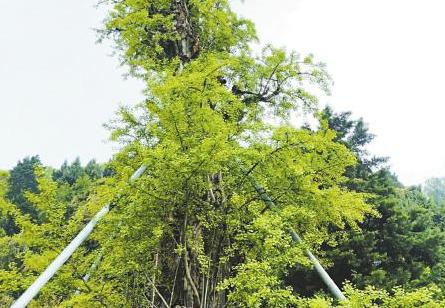 “刮骨疗伤”后 1700余岁古银杏绿叶满枝头近日，成都东部新区丹景山上一株1700余岁的古银杏，绿叶再次挂满枝头，盎然的生机宣告去年冬天那场“刮骨疗伤”手术成功。