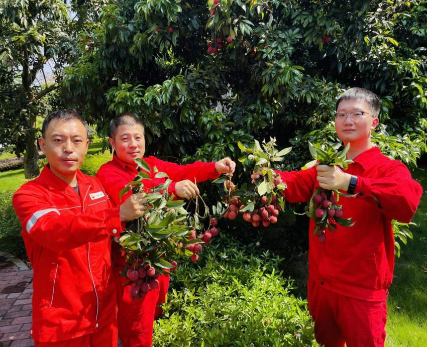 员工们采摘荔枝。合江输气作业区供图