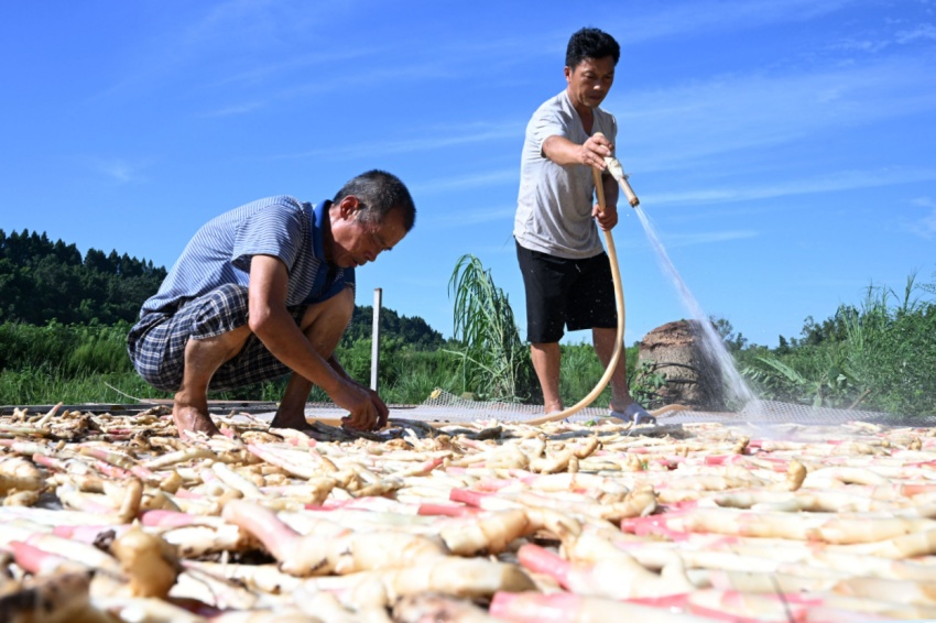 工作人员正在冲洗永福生姜。内江市融媒体中心供图