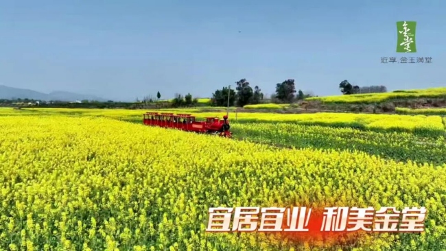 金堂油菜豐收勝景。金堂縣委宣傳部供圖