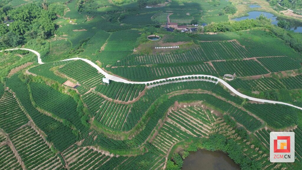 成佳鎮大豆玉米帶狀復合種植示范基地