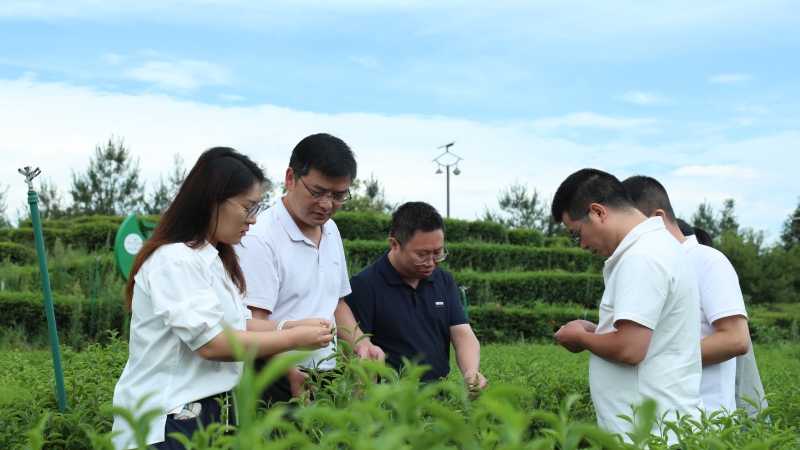 挂职到万源市茶叶局的队员姚琪现场指导企业茶园田间管理及病虫害防治工作。达州市赴万源市结对帮扶工作队供图