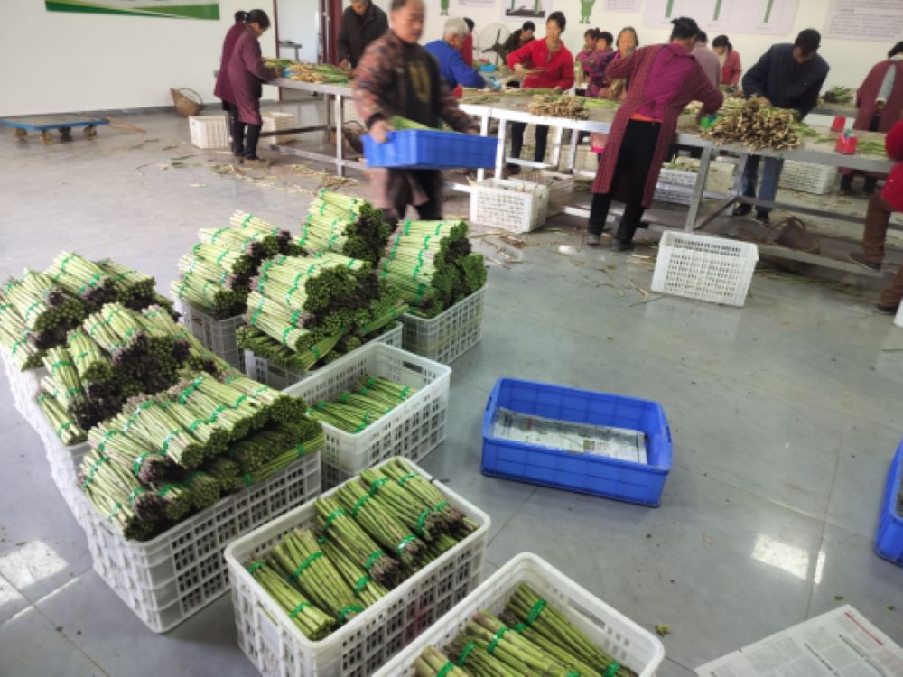 双胜镇红岩社区芦笋分拣中心产业工人分拣芦笋。恩阳融媒供图