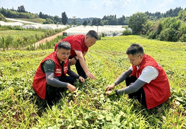 工作人员查看红薯长势。四川人保财险供图