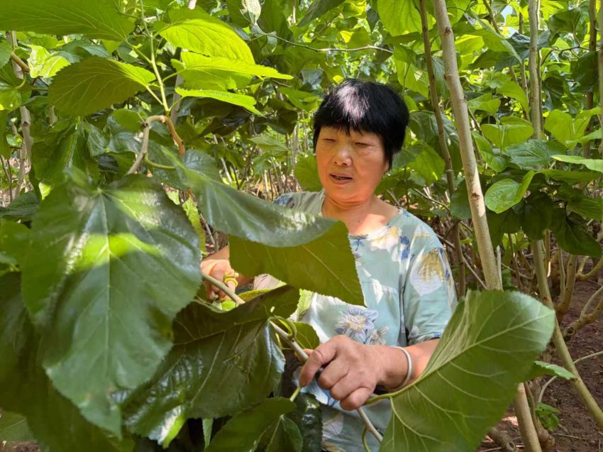 蚕农采摘桑叶。刘小绫摄
