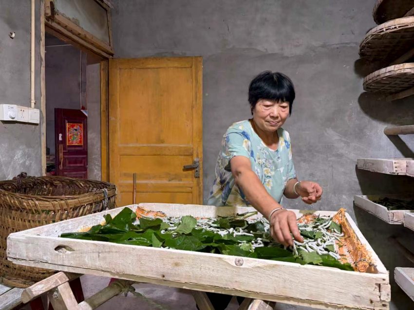 蚕农用桑叶喂食秋蚕。刘小绫摄