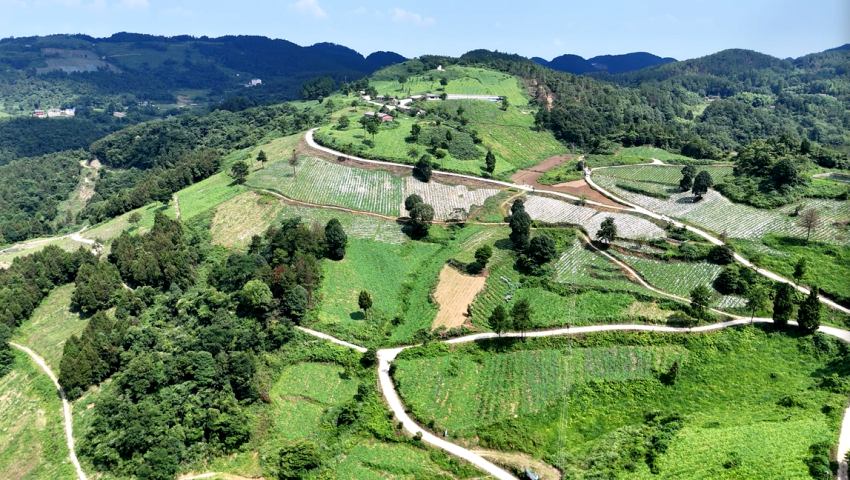 巴山绿源有机蔬菜基地。唐鑫摄