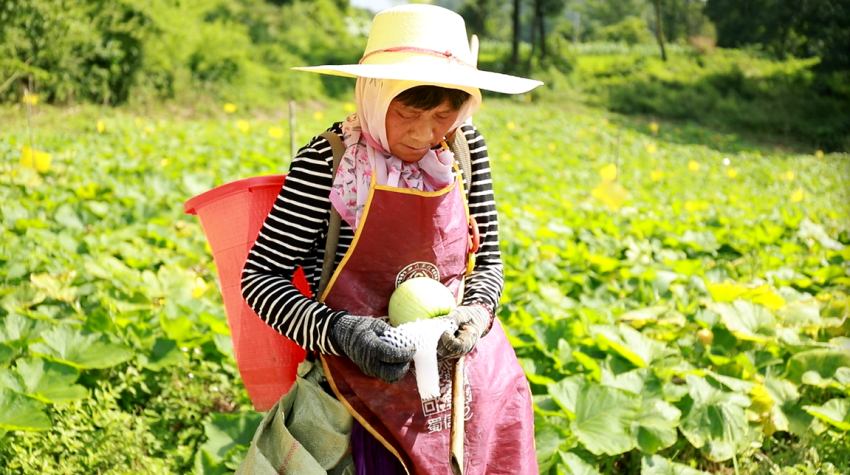 村民采摘新鲜蔬菜。唐鑫摄