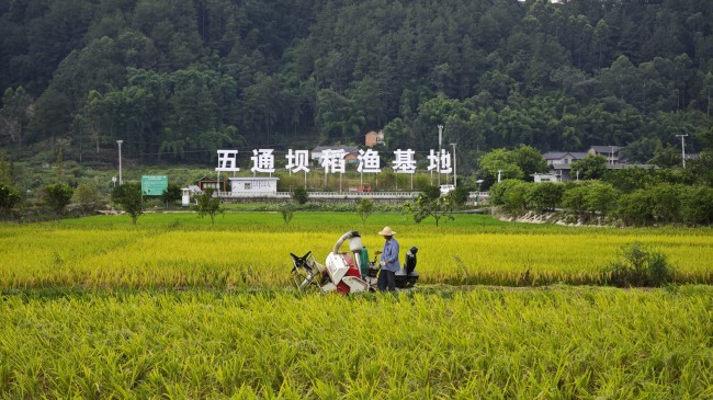 荣县五通坝稻渔基地。徐振宇摄