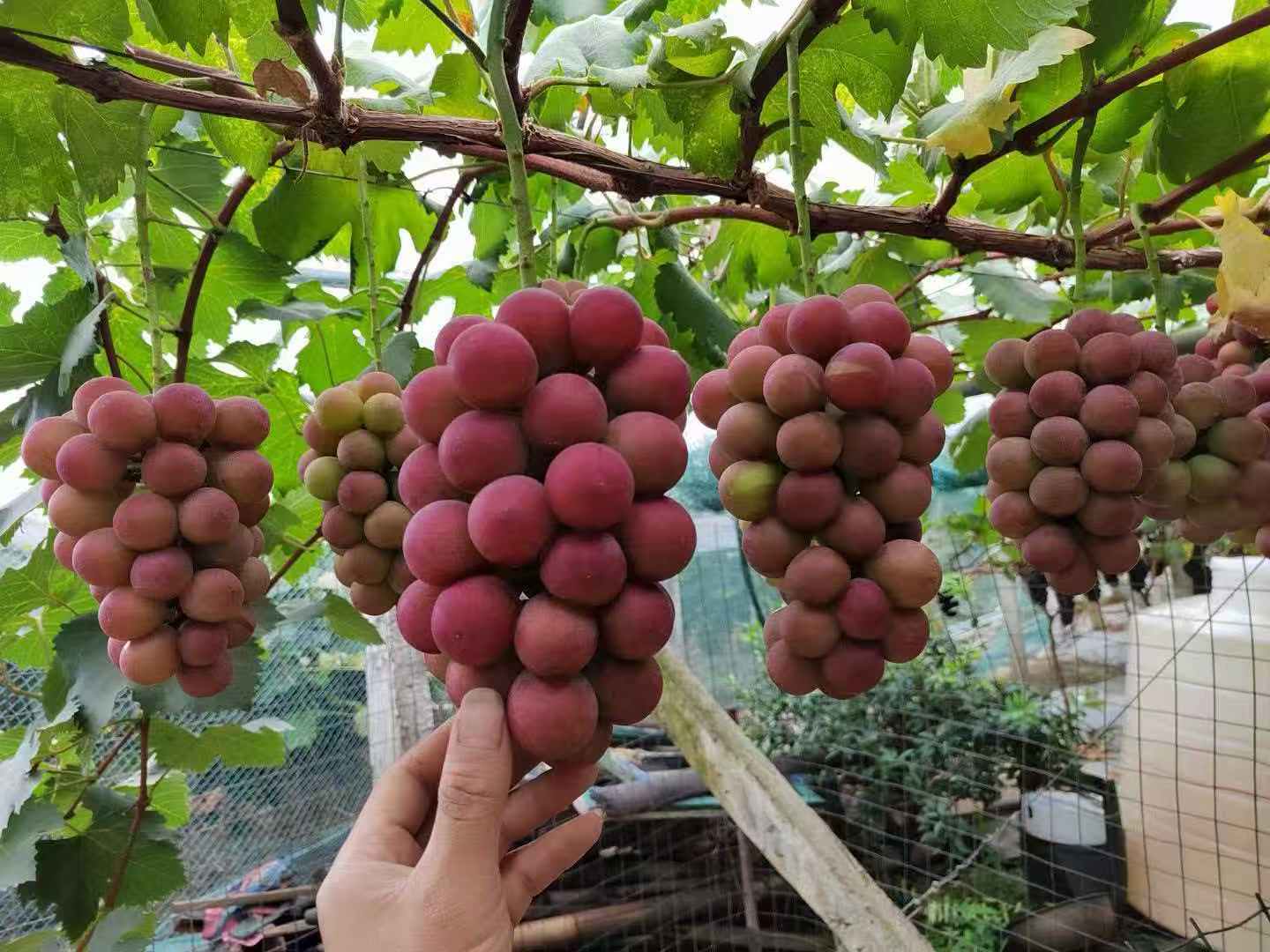 李程锋培育的妮娜皇后葡萄。周琳摄