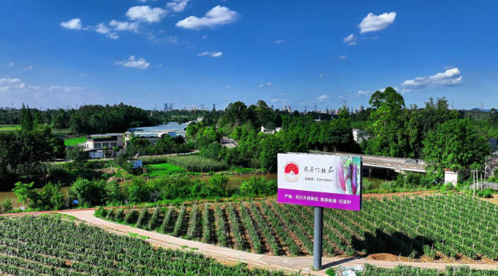 沿溪村竹絲茄種植基地。受訪者供圖