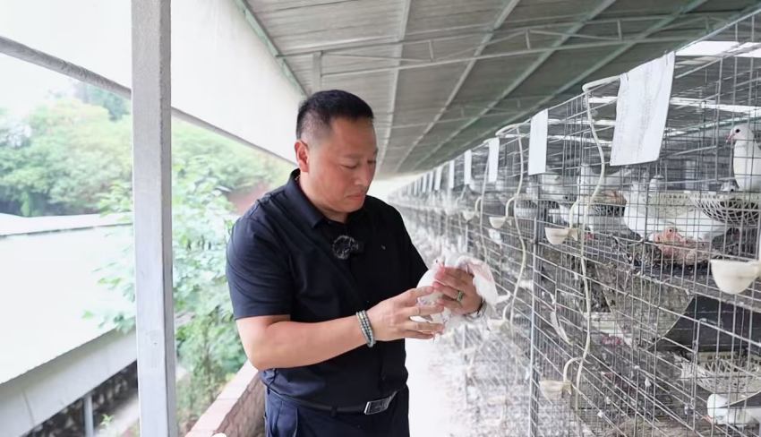 负责人肖光芒托住一只白羽肉鸽，仔细查看鸽子的翅膀、羽毛。受访人供图