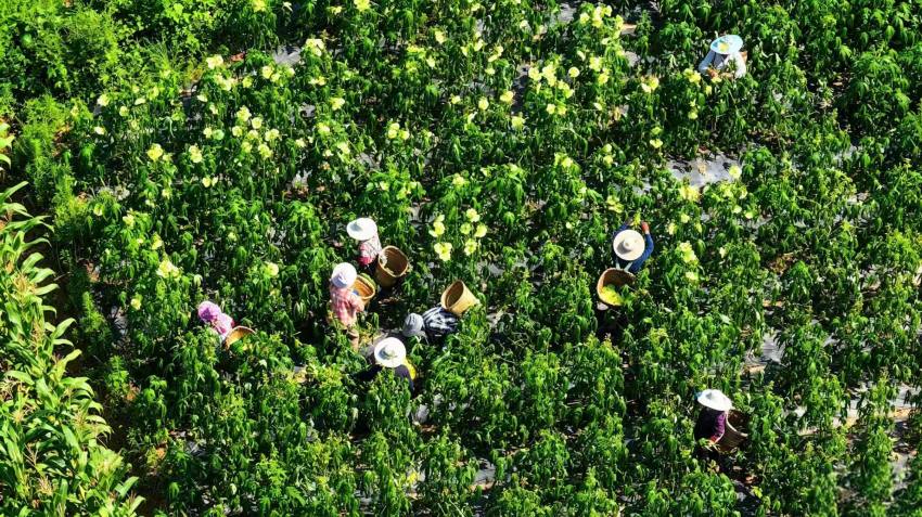 村民們正在採摘黃蜀葵花。閆凱攝