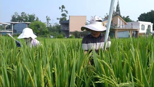 陳智芳與種植大戶開展水稻種子田間純度鑒定。新都區農業農村局供圖