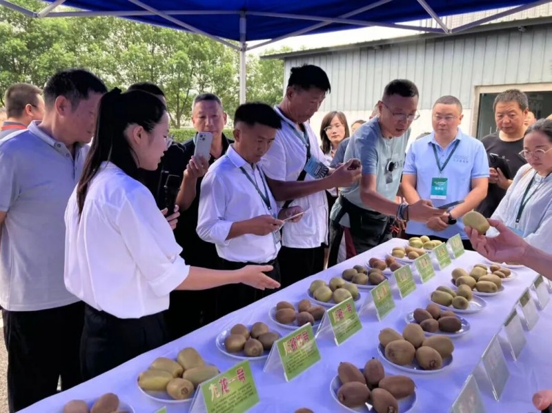 工作人員介紹不同品類獼猴桃。鄧堅供圖