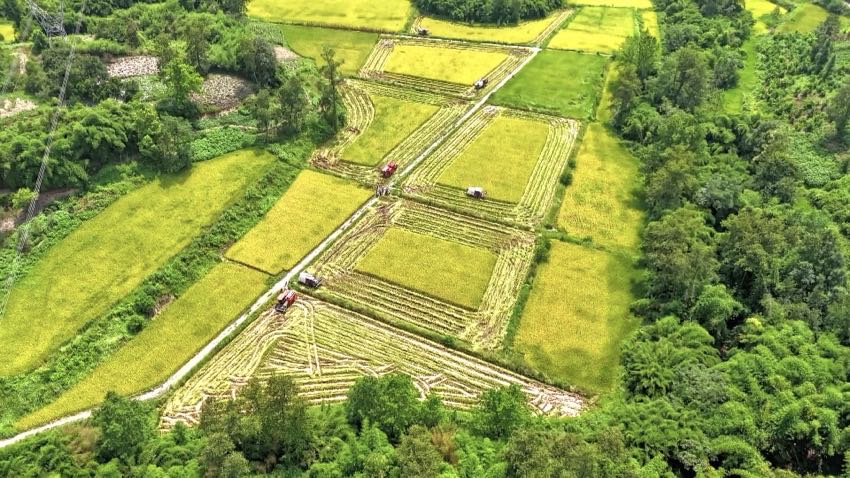機械化收割水稻制種。曹芮銘攝