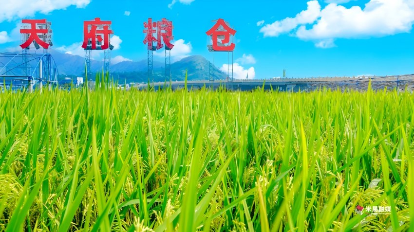 高標准農田長勢喜人。米易縣融媒體中心供圖