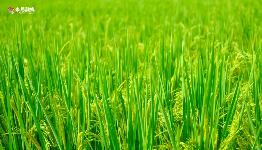 水稻植株生長良好。米易縣融媒體中心供圖