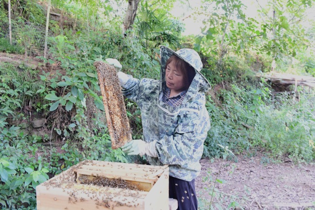 張小華在查看林下蜂箱。楊漢國攝
