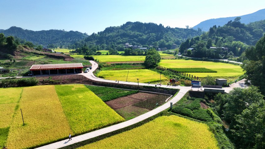 東岳鎮玉鐘村千畝水稻示范田。達州市通川區融媒體中心供圖