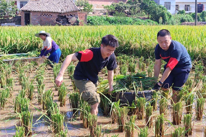 煙草志願者搶收。林凡攝