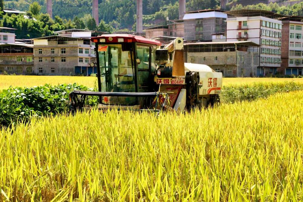 8月27日，农机操作员驾驶农机在四川巴中通江县新场镇巴州沟村收割稻谷。通江县委宣传部供图