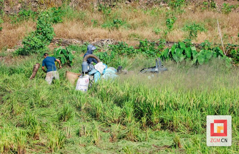 田間地頭一派繁忙景象 記者 宋姿熠 攝