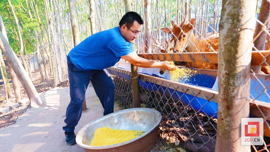 生态粮食饲料喂养梅花鹿 实习生 白可 摄