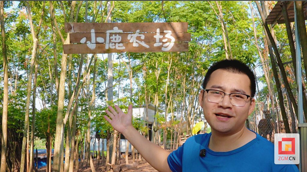 阮洪钟打造的梅花鹿农场 实习生 白可 摄