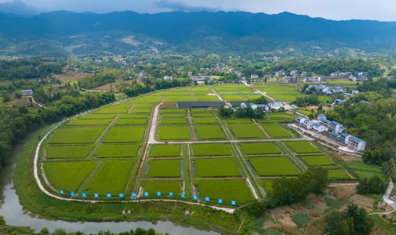 大竹稻虾水产示范基地。大竹县委宣传部供图