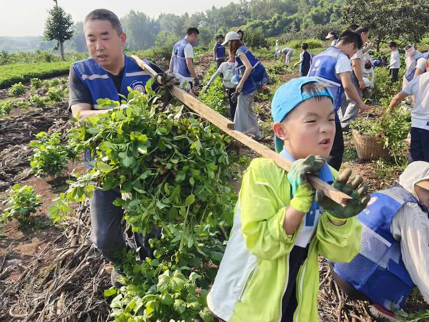 負責搶收花生的親子家庭。歐偉攝