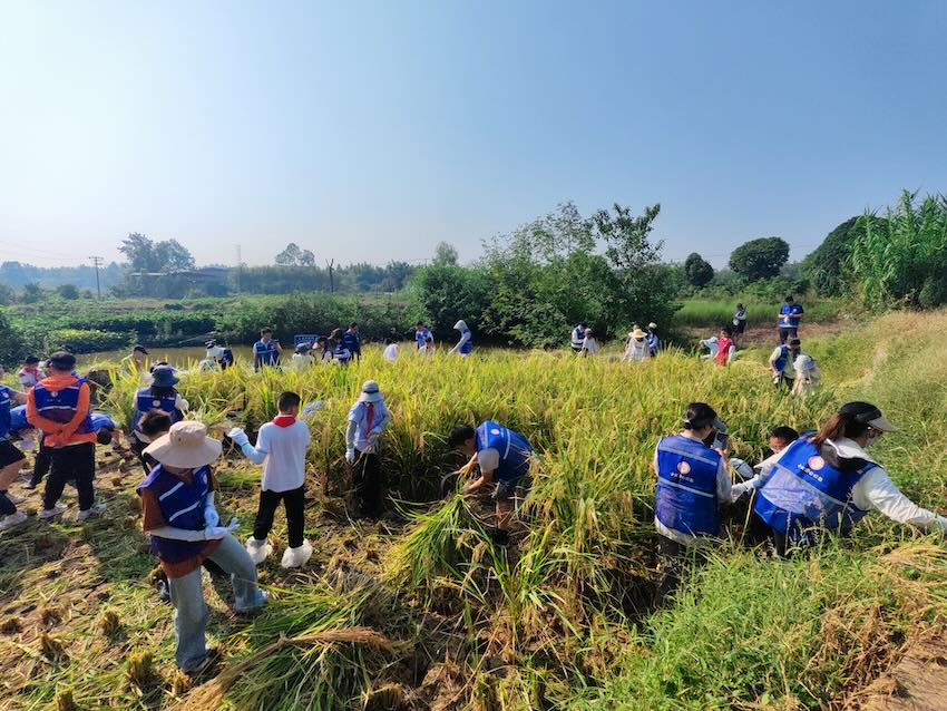 稻田裡，志願者分工明確。蔣吉軍攝