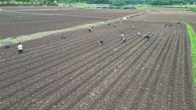 本地农户正在劳作。杨洪川供图