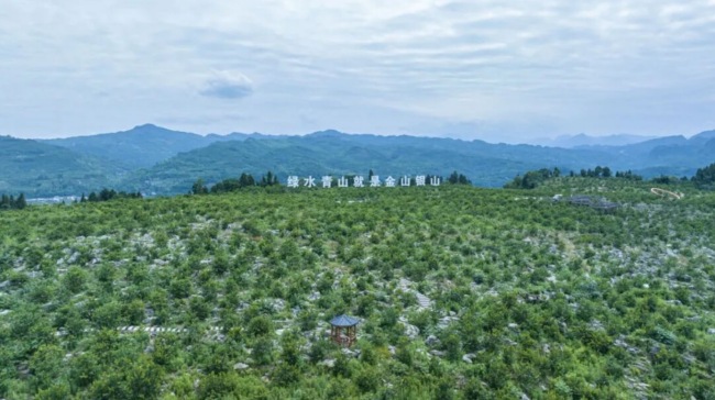 佛手柑种植基地。张吉蔚摄