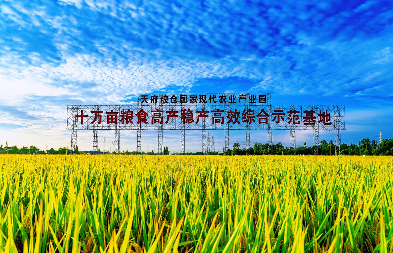 四川成都崇州市天府粮仓国家现代农业产业园。工行成都分行供图