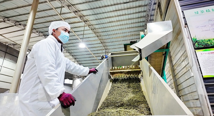 出口夏秋茶加工生產線現場 白欽文攝