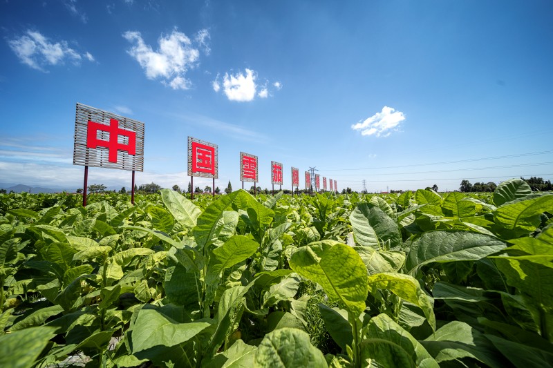 雪茄烟种植。什邡市委宣传部供图