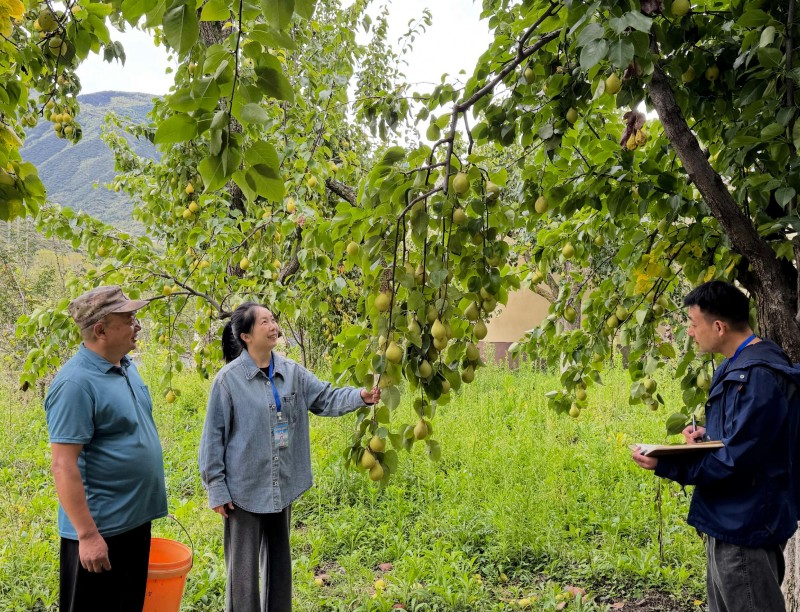 金川县纪委监委干部在果园了解群众诉求。阿坝州纪委监委供图