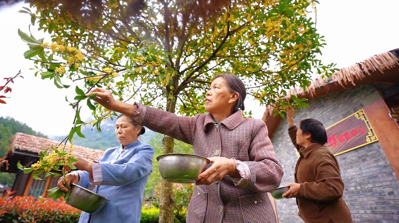 村民採摘桂花。張潔供圖