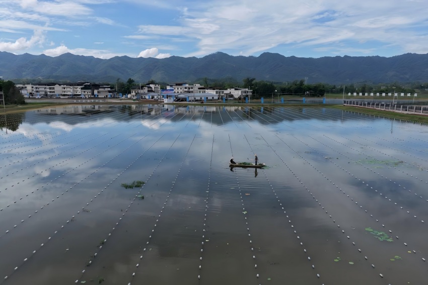 珍珠蚌养殖基地。开江县委宣传部供图