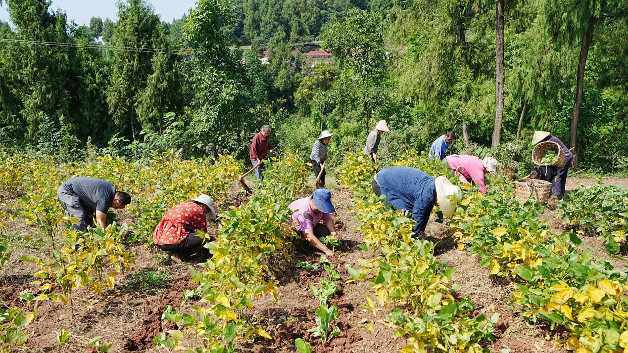 在朝陽鎮黃金村，村民正在移栽油菜。吳奇 攝