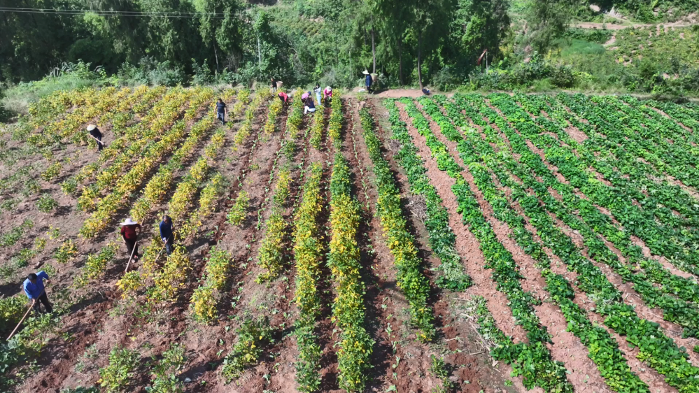 朝陽鎮黃金村油菜大豆種植基地。潘政吉 攝