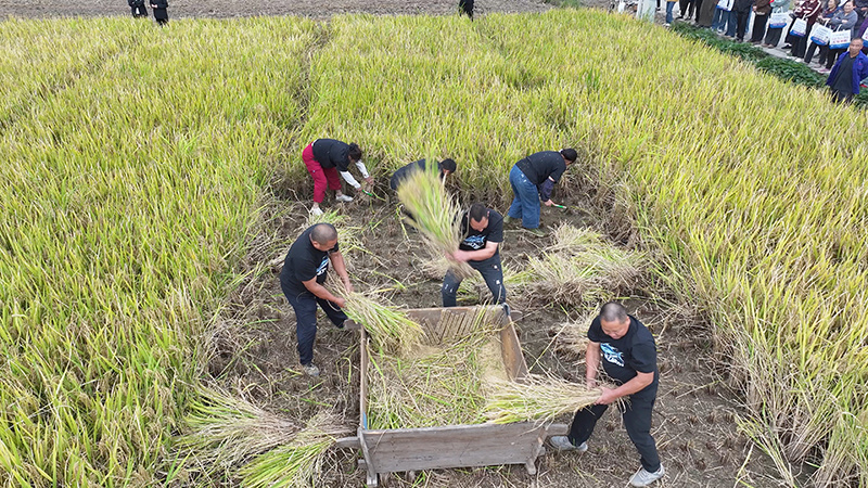参赛者收割稻谷。绵竹市融媒体中心供图