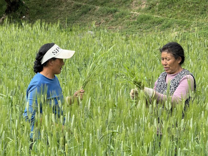 老百姓正在给甲着小麦薅草。巴塘县委宣传部供图