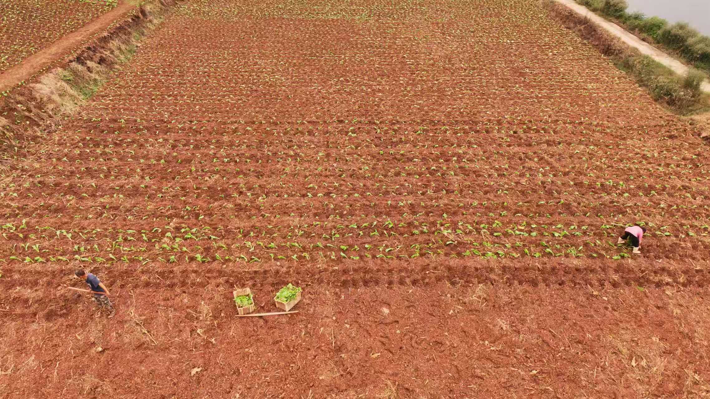 農戶王明秀一家正在種植芥菜。張雋翊攝