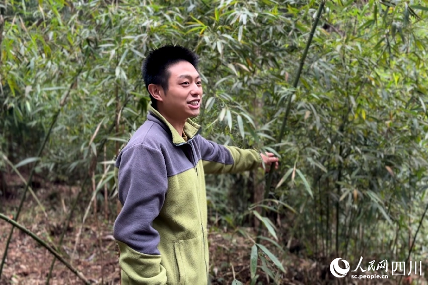 朱元伟介绍八月竹的栽种情况。人民网记者 朱虹摄